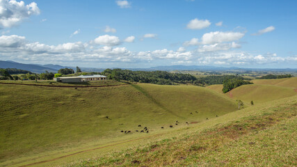 A farm house overlooks a grassy paddock below it with beef cattle grazing in the bottom of the...