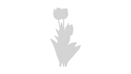 shadow of a tulip flower isolated on transparent background
