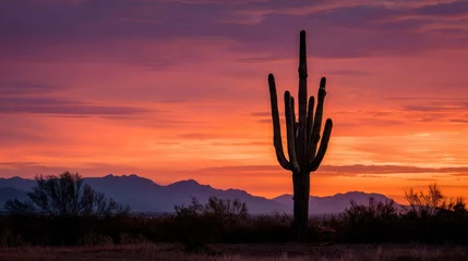 Fototapete Sunset over saguaro cactus in arizona desert nature photography scenic landscape peaceful atmosphere © K silver