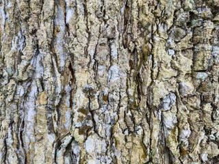 Closeup of peeling tree bark. Texture of the bark of an old tree
