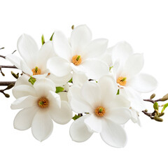 Fototapeta premium Elegant White Magnolia Blossom Branch 