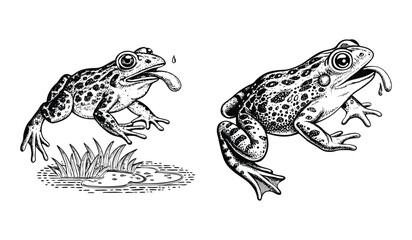 Spotted frogs are isolated on white background, one catching a snack, showcasing their unique markings and natural behavior in a detailed illustration