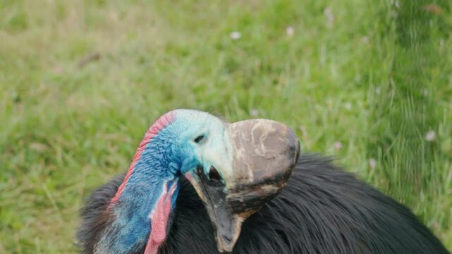Close-up of a southern cassowary with striking blue skin, helmet-like casque, and long red wattles standing on green grass