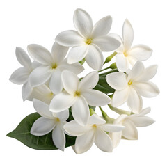 Obraz premium Cluster of delicate white jasmine flowers with green leaves isolated on transparent background