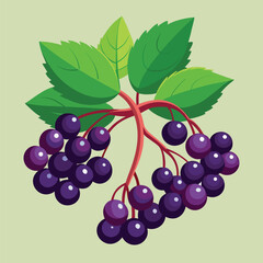 Fototapeta premium Cartoon Loquat Fruit Vector Illustration. Fruits vector.