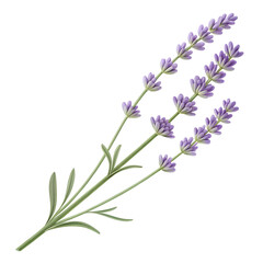 Naklejka premium Delicate lavender sprigs with green leaves isolated on transparent background