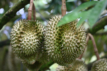 durian fruit in thailand
Durian farm
Durian plantation
Durian varieties
Thai durian
Durian aroma