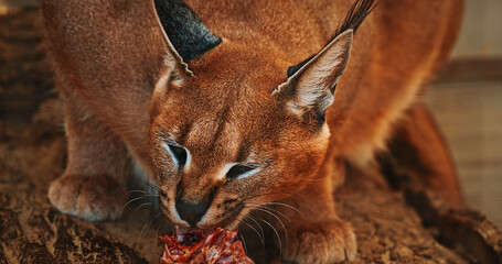 Fierce Caracal Stealing Focus While Enjoying Tasty Treat in Natural Setting