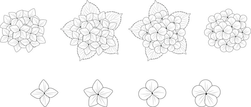 Set of hydrangea flowers - line art vector illustration.