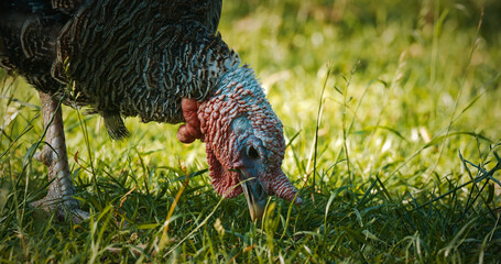 Turkey Grazing Close-Up on Fresh Green Grass in Nature