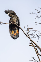 Red-tailed black cockatoo (Calyptorhynchus banksii naso) showing tail feather detail