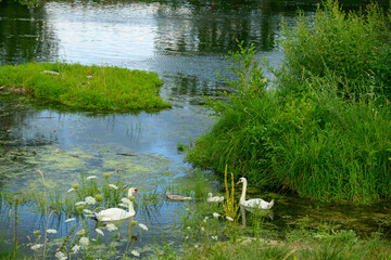 Famille de cygnes sur l'Ill : un moment de repos sur les rives de l'Ill, Alsace, CEA, Grand Est, France