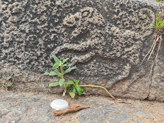 A spiritually resonant view of Thirukazhukundram, Tamil Nadu, India, capturing both the hilltop Vedagiriswarar Temple and the ancient foothill temple complex. The hill temple, dedicated to Lord Shiva,