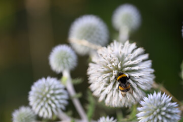 L'activité intense d'un pollinisateur : un bourdon butine une fleur de chardon argenté