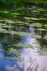 Potamot noueux : la vie verte et fluide de la rivière l'Ill en Alsace, Grand Est, France