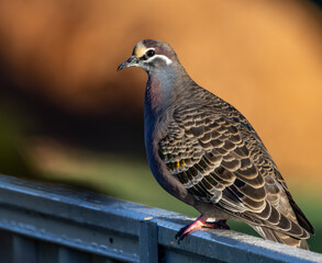 A close-up image of a male Common bronzewing pigeon (Phaps chalcoptera) 