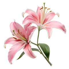 Fototapeta premium Two delicate pink lilies with green leaves isolated on transparent background