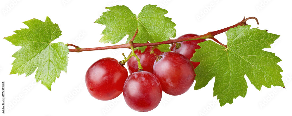 Poster red grape cluster isolated on transparent background with green leaf and stem