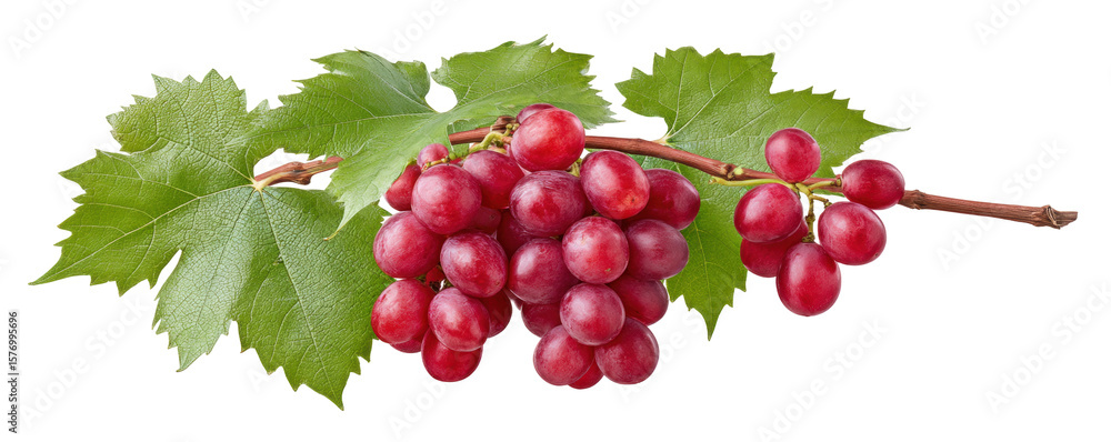 Poster red grape cluster isolated on transparent background with green leaves and stem