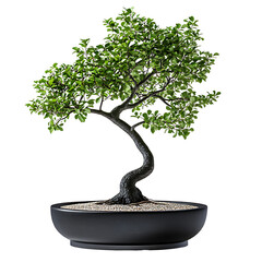 Bonsai tree with thick trunk and dense green leaves PNG