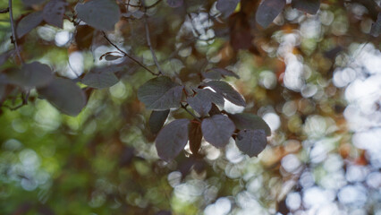 Leaves softly lit by sunlight create a calming scene in an outdoor garden of murcia, spain, with focus on nature, greenery, and peacefulness.