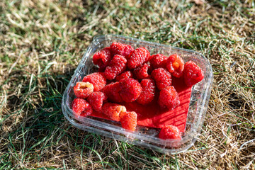 Fresh raspberries resting on grass in plastic container
