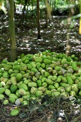 Pile of harvested chayote squash, also known as mirliton, sits on the ground in a bamboo forest in...