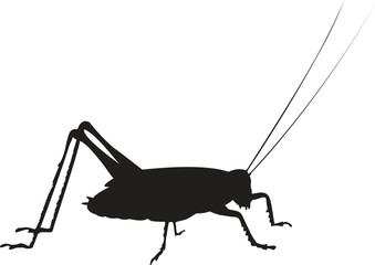 Garden insect vector silhouette collection