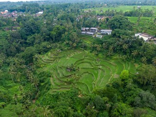 Aerial view of lush green rice terraces in Ubud, Bali, Indonesia. Farmers cultivate rice using...
