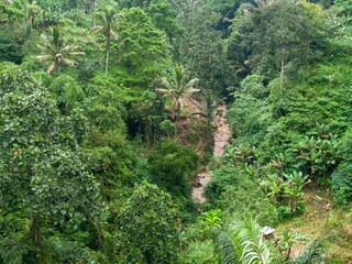 Lush tropical rainforest landscape in Bali, Indonesia. A river flows through the dense vegetation,...