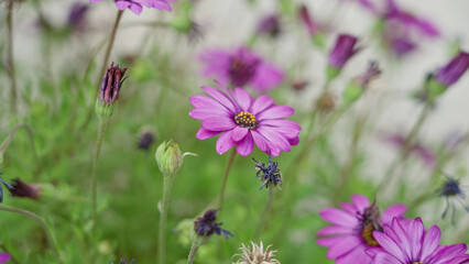 Purple osteospermum flowers and buds flourishing in a sunny outdoor garden in torrevieja, spain, showcasing vibrant blooms and lush green foliage.