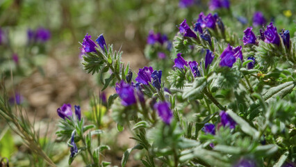 Purple echium flowers growing in sunny outdoor garden in torrevieja spain showcasing vibrant nature and botanical beauty with lush greenery in natural landscape setting.