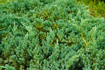 Blue juniper chip creeping in a flower bed in an ornamental plant nursery as a landscape design...