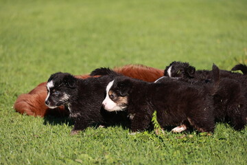 Naklejka premium A group of puppies are playing in a grassy field