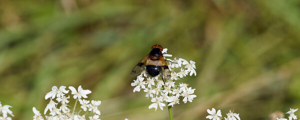 (Volucella pellucens) Female pellucid fly feeding nectar of an apiaceae hogweed plant (Heracleum...