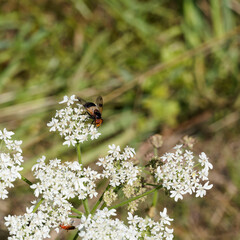 Volucella pellucens - A pellucid fly, top view, feeding on a nectariferous flower of Hogweed...