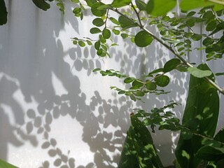 green leaves on a wall