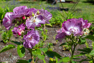 Blooming bush of purple rose on sunny summer day. Original coloring. Cottage garden. Close-up.