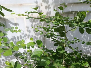 green leaves background