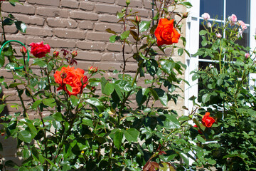 Blooming bush of red roses on a sunny summer day. The bush grows in a cottage garden against a brick wall.