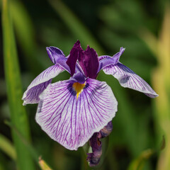 Iris Ensata. Angel mountain. Purple garden flower.