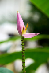 banana flower in the garden