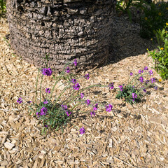 Modèle de paillage de copeaux de bois et plantation