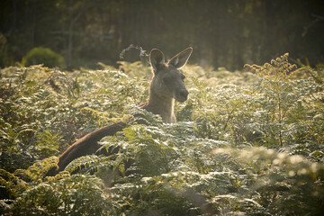 Eastern grey kangaroo spotted in a natural reserve, a symbol of Australia’s unique wildlife and ecotourism appeal. Calmly resting in its habitat.
