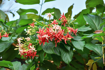 Pink Bouquet of Quisqualis Indica flower is ivy flower, they have buds and blooming. when in bud...