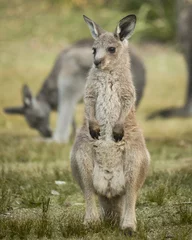 Fototapete Känguru A young kangaroo with a curious and calm expression. A charming capture of Australian wildlife in its peaceful habitat.   © Érik Glez.