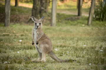 A young kangaroo looks directly at the camera with a curious and calm expression. A charming capture of Australian wildlife in its peaceful habitat.

