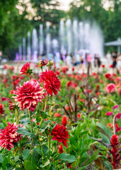 Hungary, Budapest, Margit sziget. Botanical parts of the island. Amazing colorful flowers everywhere.