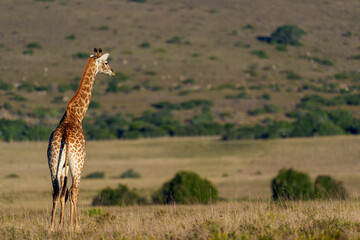 South African giraffe or Cape giraffe (Giraffa giraffa or Giraffa camelopardalis giraffa) in typical habitat. Eastern Cape. South Africa.