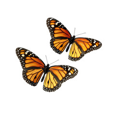 Naklejka premium Beautiful butterfly isolated on white background colorful insect nature